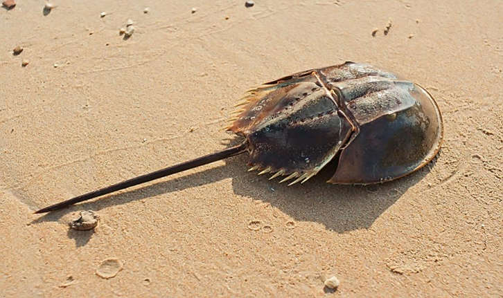 起笔：筼筜故事——人海和谐的“厦门实践”调查（一）