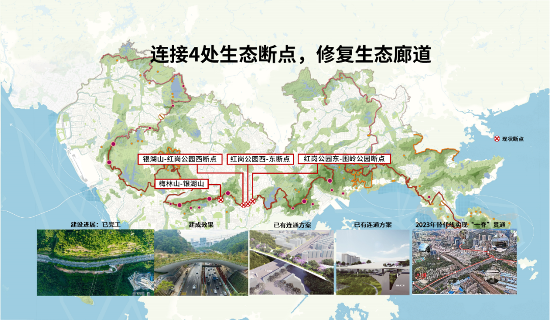共同城市·共生家园 ——山海连城鲲鹏径一号桥迎来野生豹猫穿行 共同城市·共生家园 ——山海连城鲲鹏径一号桥迎来野生豹猫穿行