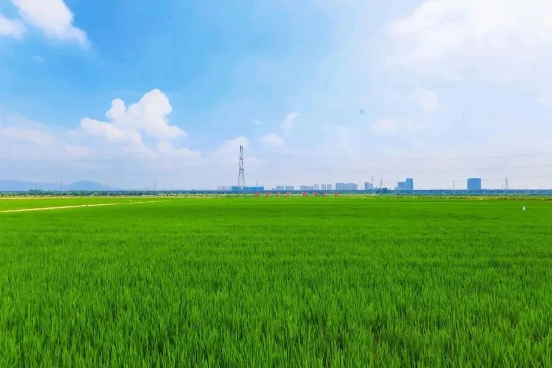 省、市媒体聚焦我市耕地用途管制工作