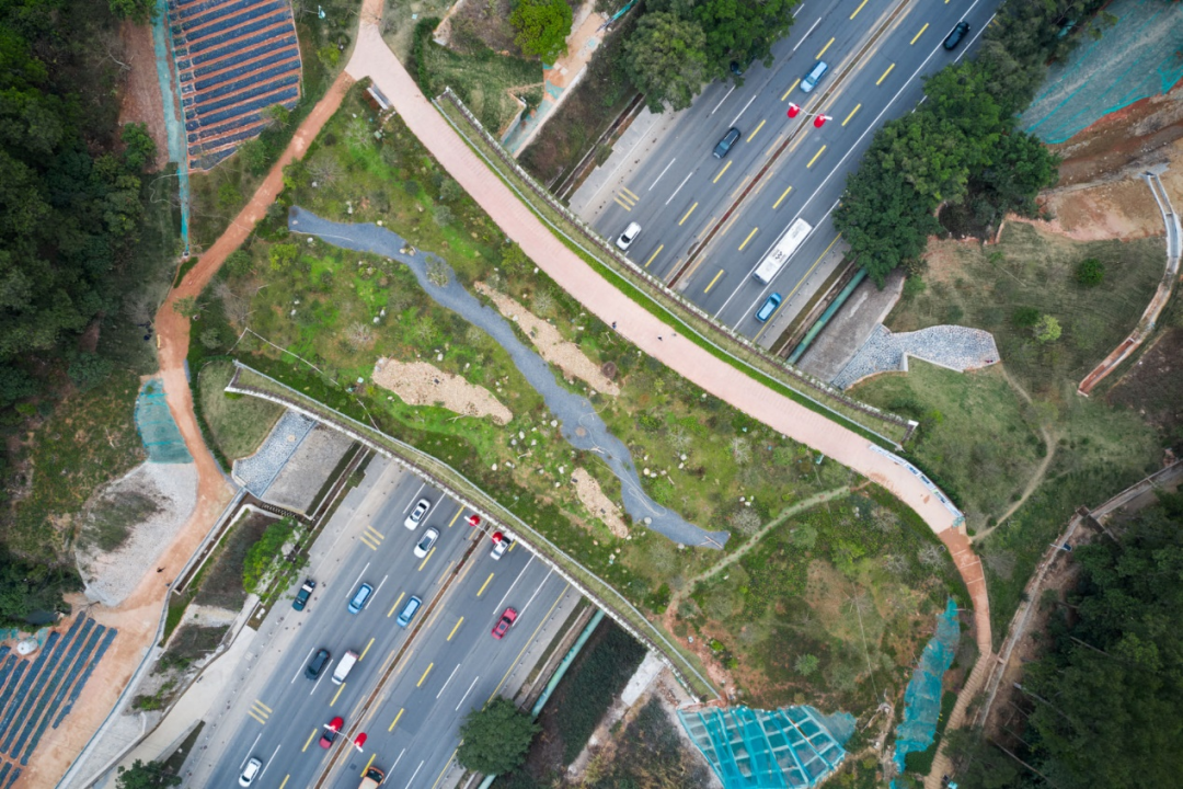 共同城市·共生家园 ——山海连城鲲鹏径一号桥迎来野生豹猫穿行 共同城市·共生家园 ——山海连城鲲鹏径一号桥迎来野生豹猫穿行