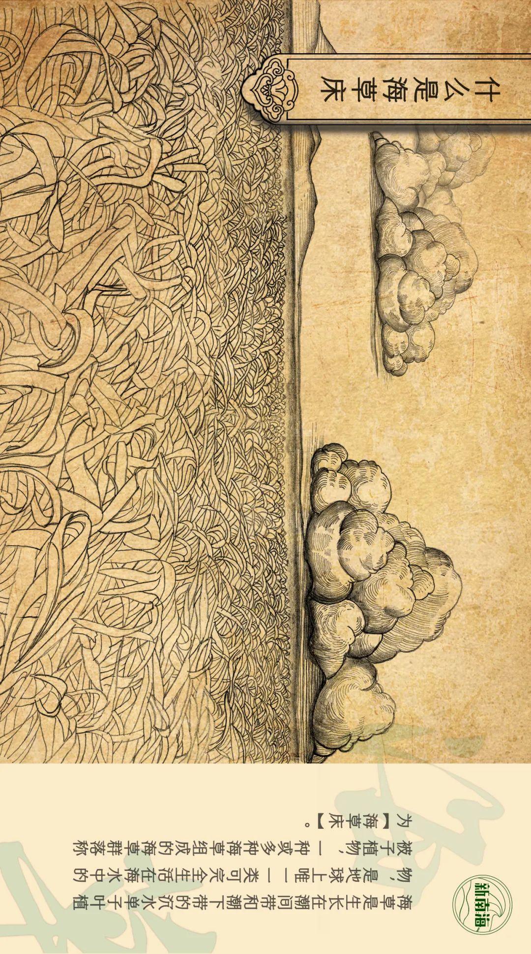 世界海草日 | 守护生物多样性之小小海草大能量 世界海草日 | 守护生物多样性之小小海草大能量