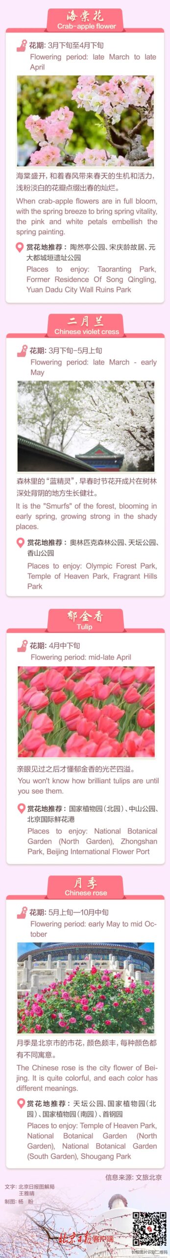 京城周末丨一图看懂北京花时 京城周末丨一图看懂北京花时