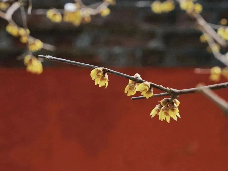 京城周末丨京城第一波早春亮色来了! 京城周末丨京城第一波早春亮色来了!