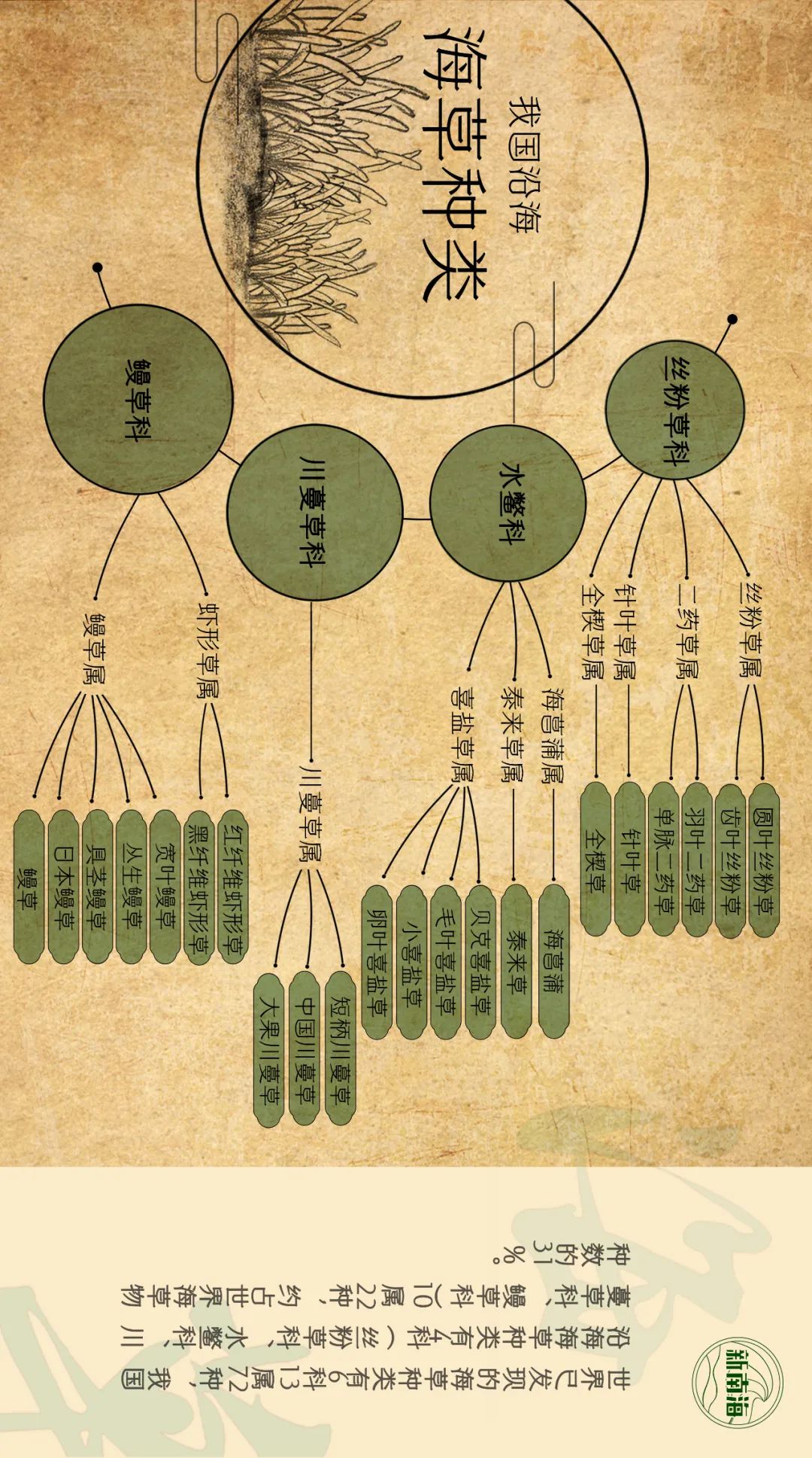 世界海草日 | 守护生物多样性之小小海草大能量 世界海草日 | 守护生物多样性之小小海草大能量