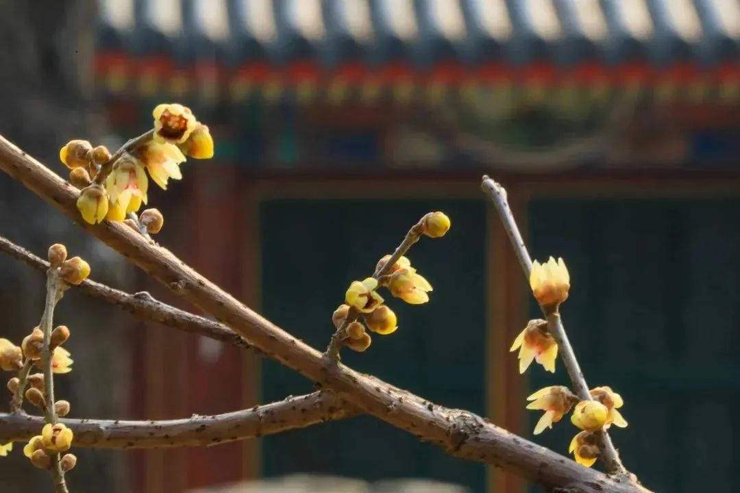 京城周末丨京城第一波早春亮色来了! 京城周末丨京城第一波早春亮色来了!