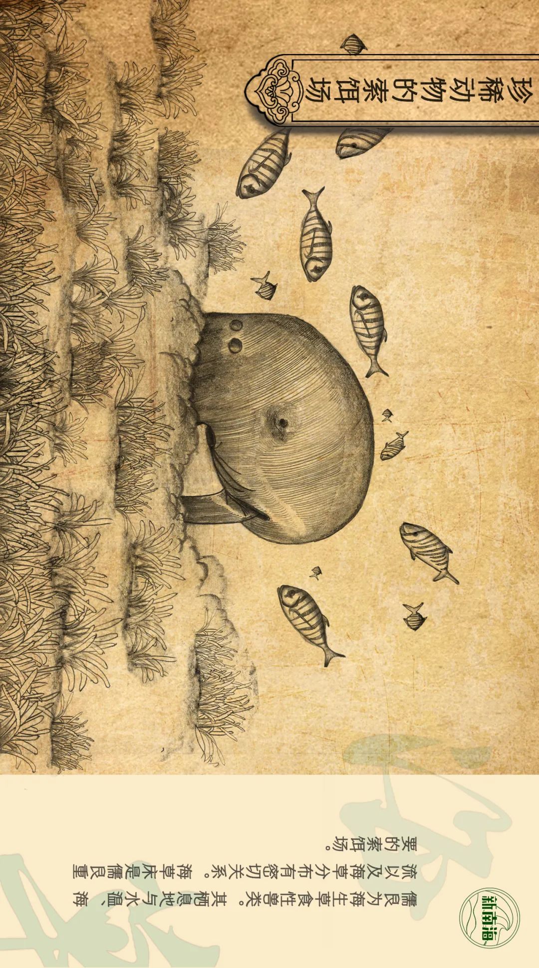 世界海草日 | 守护生物多样性之小小海草大能量 世界海草日 | 守护生物多样性之小小海草大能量