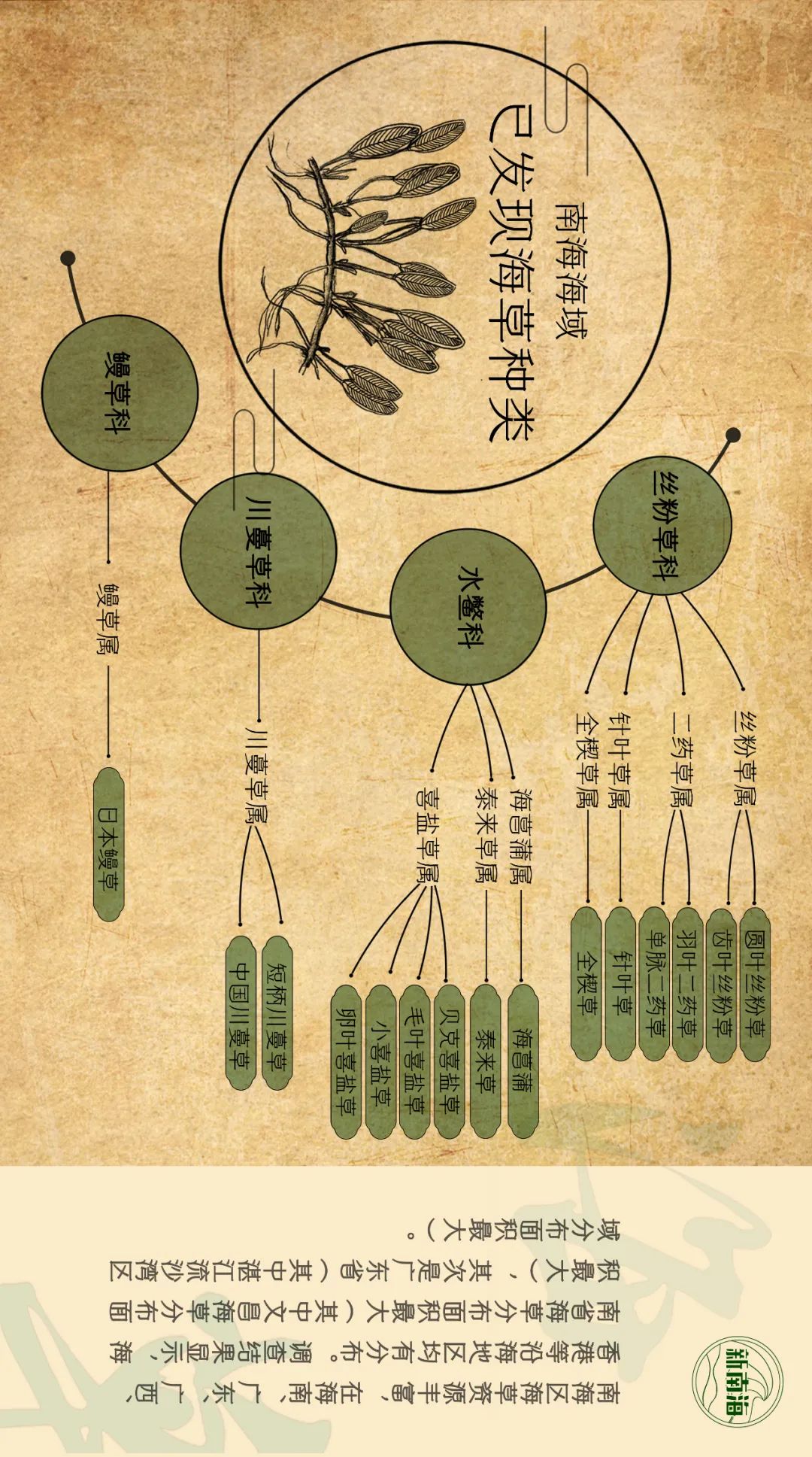 世界海草日 | 守护生物多样性之小小海草大能量 世界海草日 | 守护生物多样性之小小海草大能量