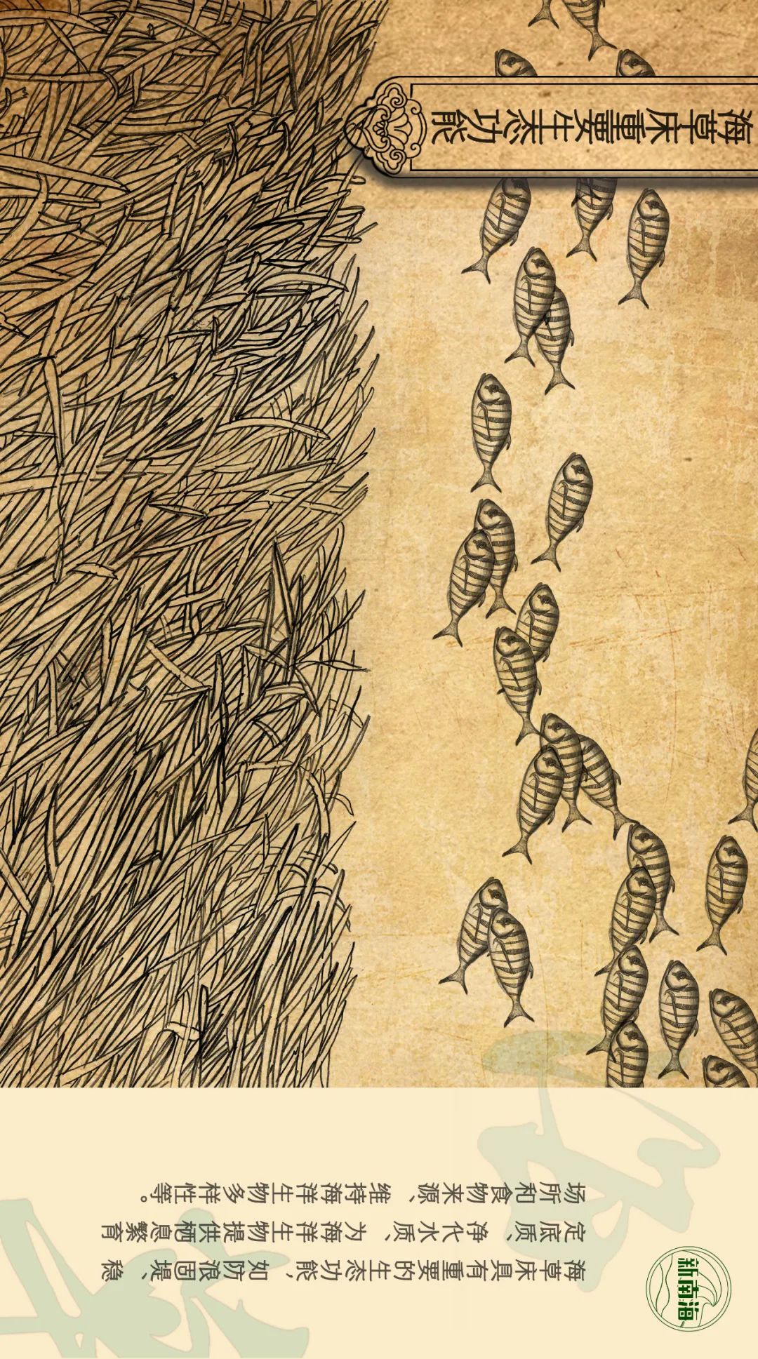 世界海草日 | 守护生物多样性之小小海草大能量 世界海草日 | 守护生物多样性之小小海草大能量