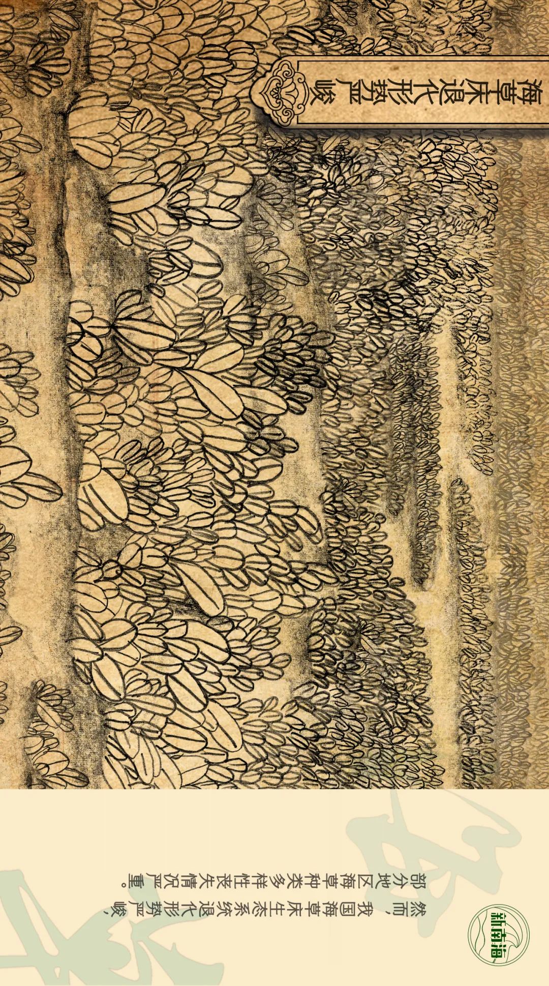 世界海草日 | 守护生物多样性之小小海草大能量 世界海草日 | 守护生物多样性之小小海草大能量