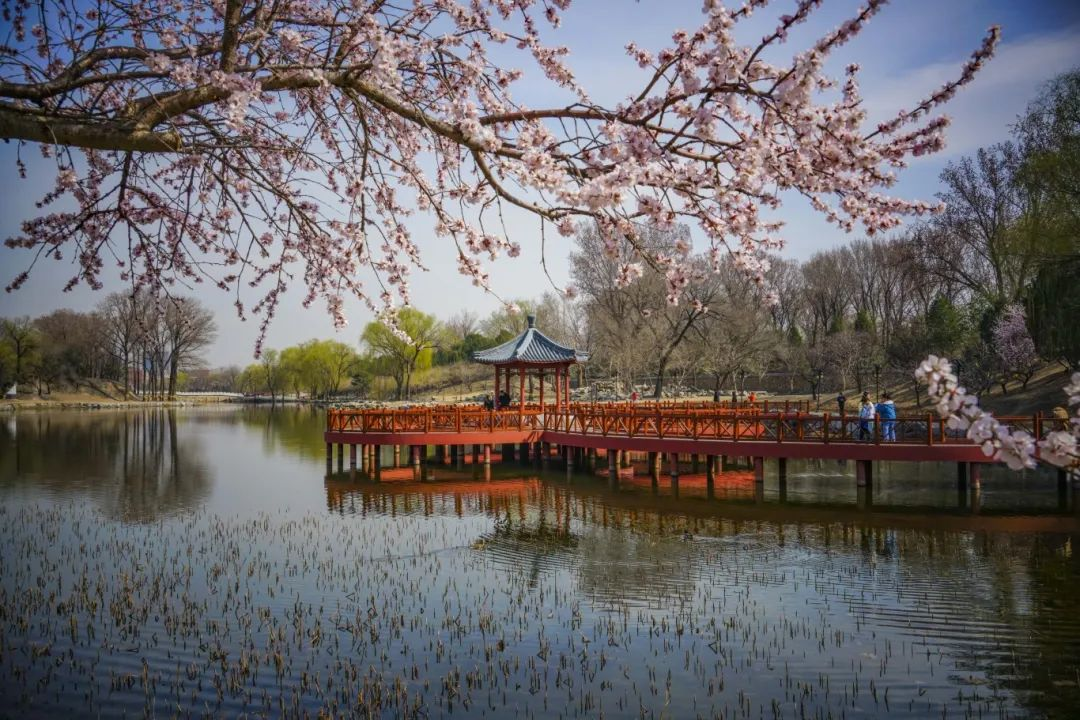 当春花遇上古建 | 在北京的这些地方,与春色撞个满怀 当春花遇上古建 | 在北京的这些地方,与春色撞个满怀