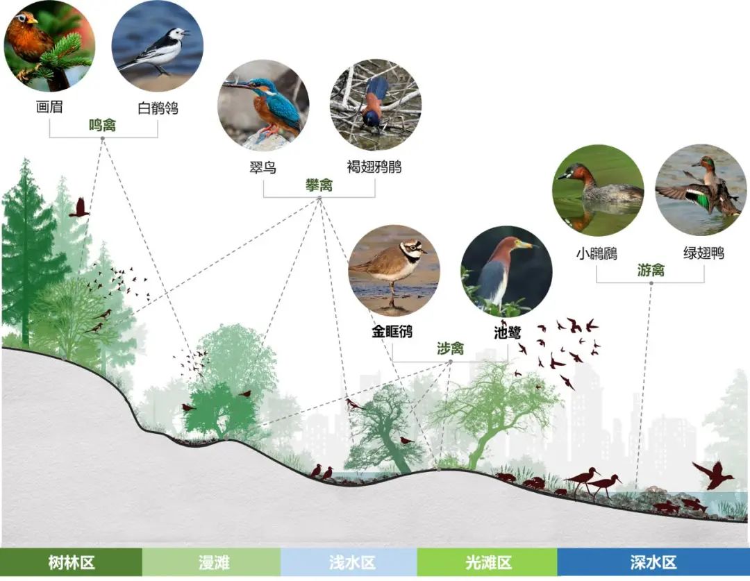 今天是国际爱鸟日,海珠湿地“鸟”解一下...... 今天是国际爱鸟日,海珠湿地“鸟”解一下......