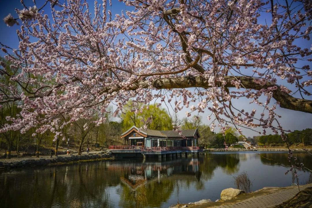 当春花遇上古建 | 在北京的这些地方,与春色撞个满怀 当春花遇上古建 | 在北京的这些地方,与春色撞个满怀