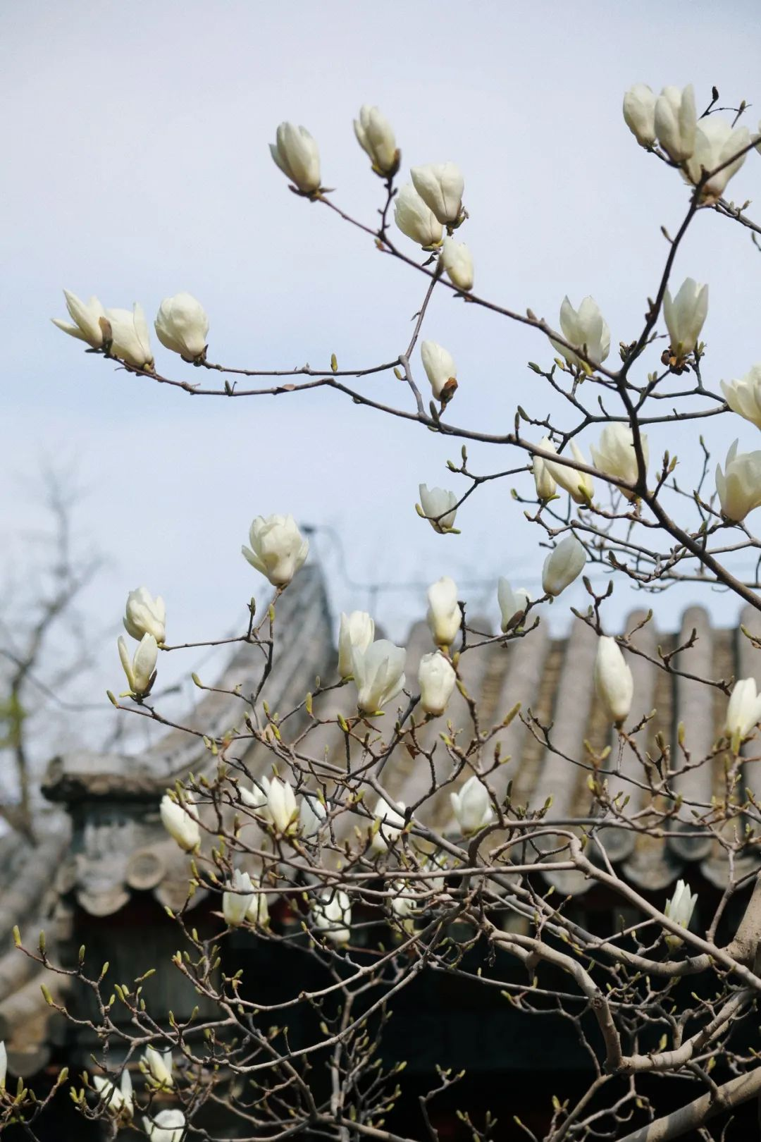 当春花遇上古建 | 在北京的这些地方,与春色撞个满怀 当春花遇上古建 | 在北京的这些地方,与春色撞个满怀