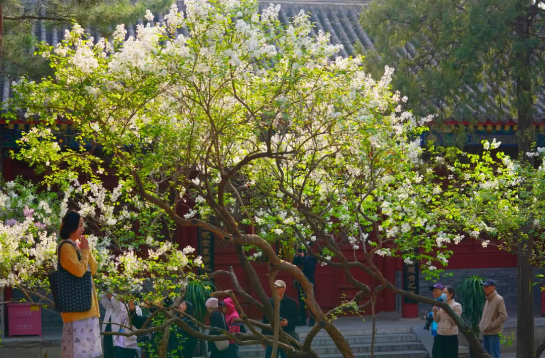 当春花遇上古建 | 在北京的这些地方,与春色撞个满怀 当春花遇上古建 | 在北京的这些地方,与春色撞个满怀