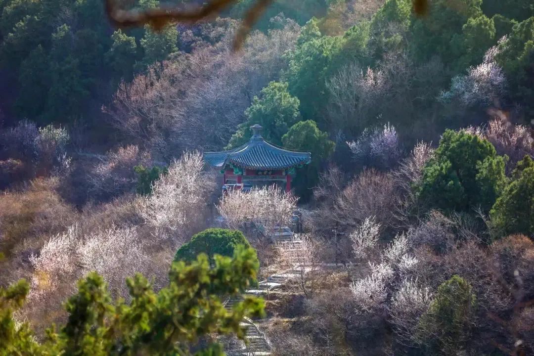 踏青游园,乐享春光!北京市属公园清明游园活动安排来了 踏青游园,乐享春光!北京市属公园清明游园活动安排来了