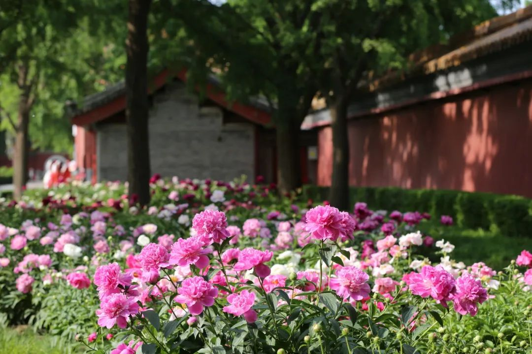 当春花遇上古建 | 在北京的这些地方,与春色撞个满怀 当春花遇上古建 | 在北京的这些地方,与春色撞个满怀