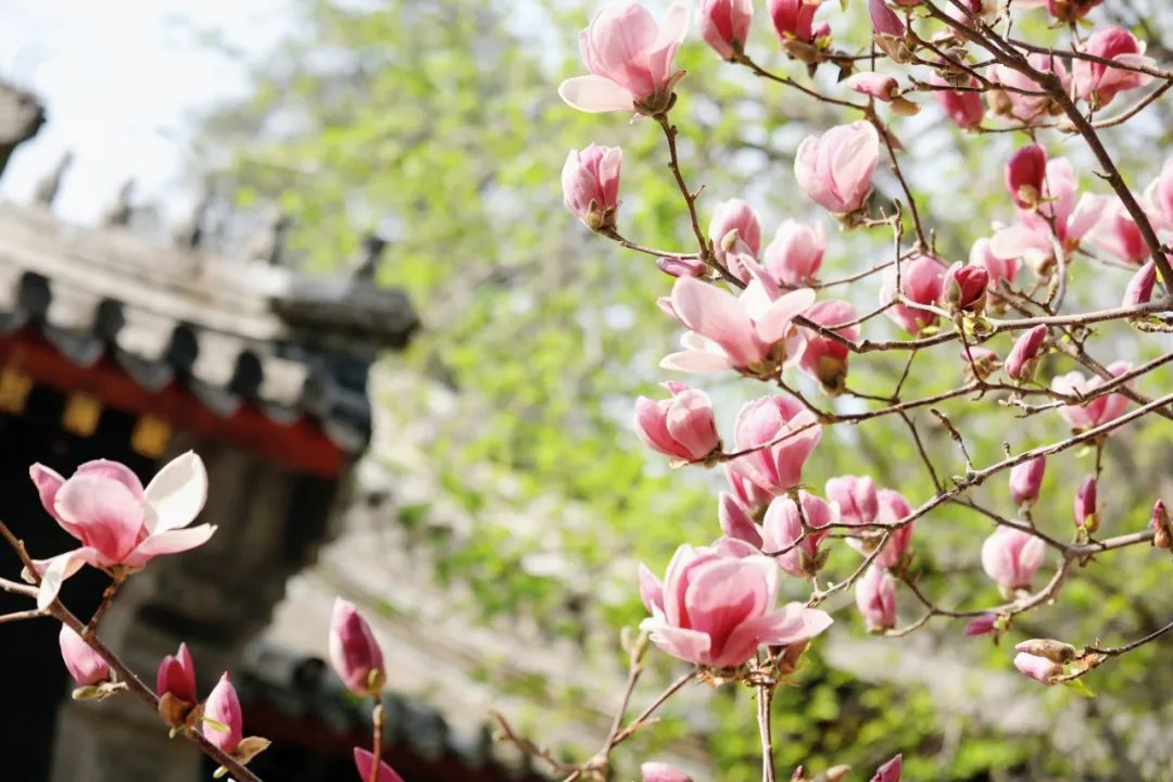 当春花遇上古建 | 在北京的这些地方,与春色撞个满怀 当春花遇上古建 | 在北京的这些地方,与春色撞个满怀