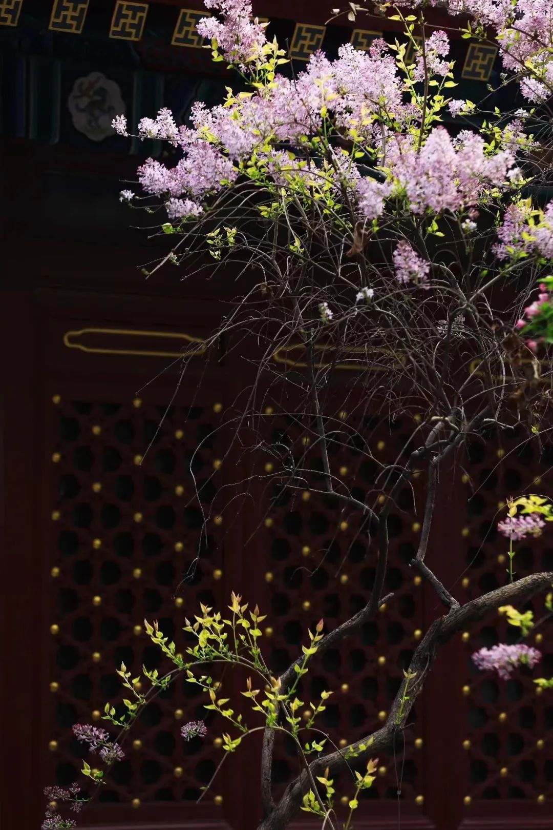 “赏丁香,共诗话”,法源寺丁香诗会已满百年 “赏丁香,共诗话”,法源寺丁香诗会已满百年