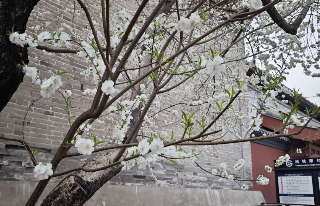 当春花遇上古建 | 在北京的这些地方,与春色撞个满怀 当春花遇上古建 | 在北京的这些地方,与春色撞个满怀