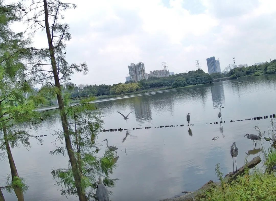 今天是国际爱鸟日,海珠湿地“鸟”解一下...... 今天是国际爱鸟日,海珠湿地“鸟”解一下......