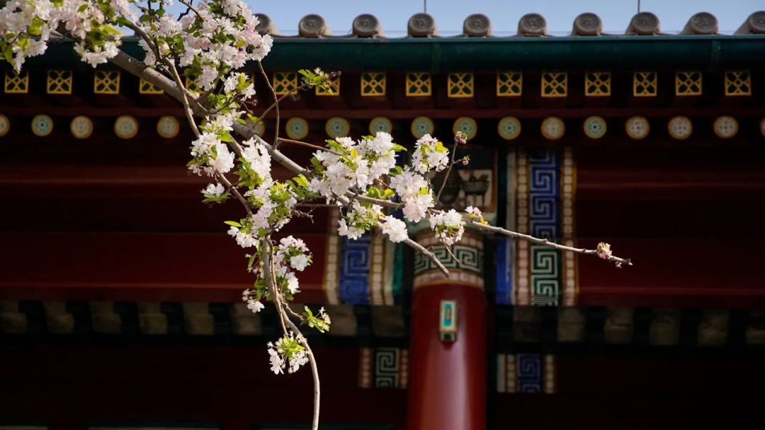 当春花遇上古建 | 在北京的这些地方,与春色撞个满怀 当春花遇上古建 | 在北京的这些地方,与春色撞个满怀