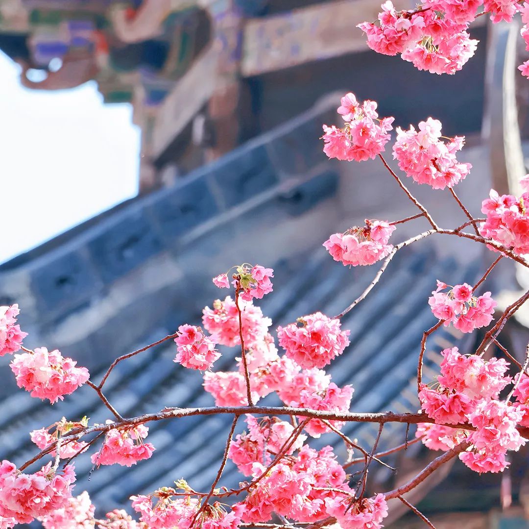 万物生长好时光，邀您打卡论文！2024年中国城市交通规划年会论文征集倒计时30天