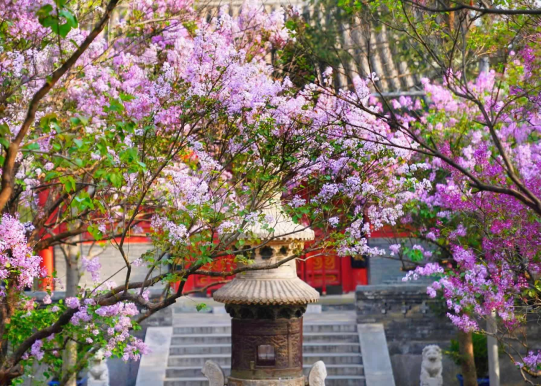 当春花遇上古建 | 在北京的这些地方,与春色撞个满怀 当春花遇上古建 | 在北京的这些地方,与春色撞个满怀
