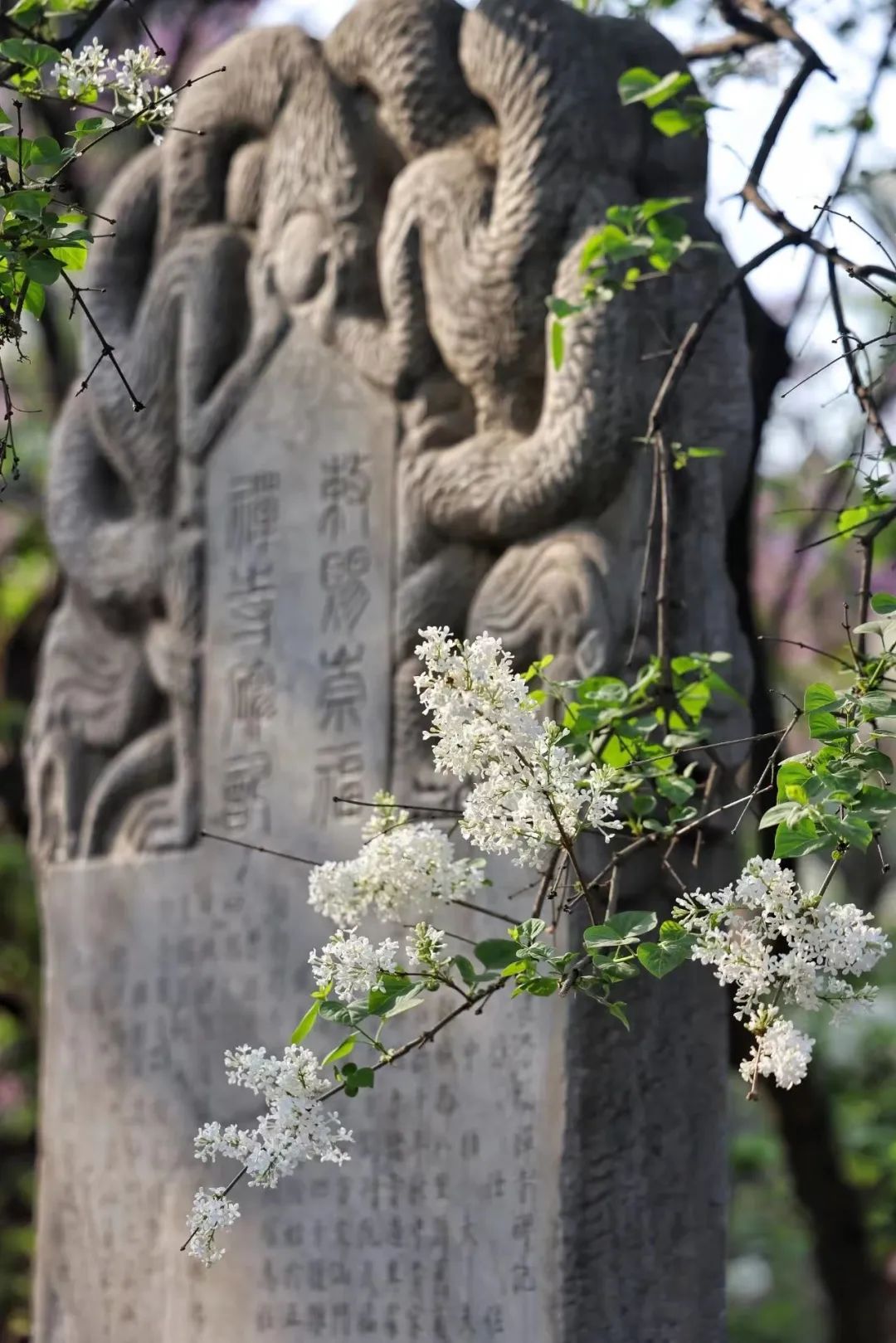 “赏丁香,共诗话”,法源寺丁香诗会已满百年 “赏丁香,共诗话”,法源寺丁香诗会已满百年