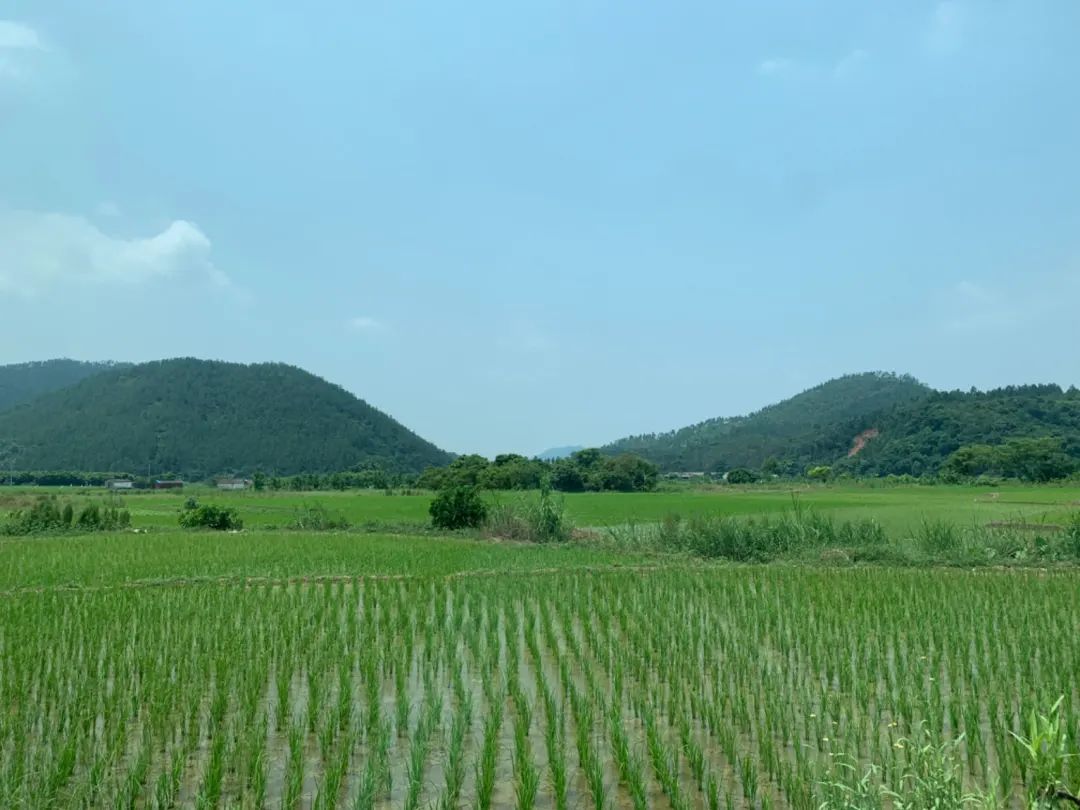 【农贸市场】大米的归宿:从稻田到餐桌 【农贸市场】大米的归宿:从稻田到餐桌