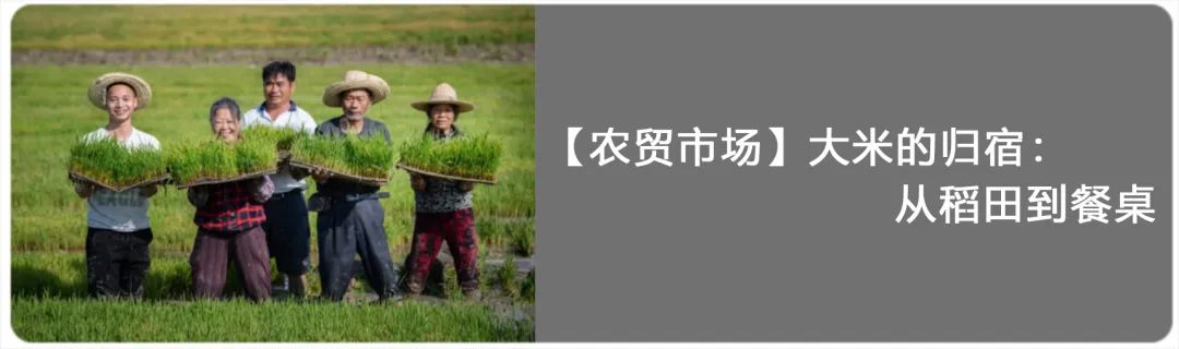 【农贸市场】小猪的一生:从猪圈到餐桌 【农贸市场】小猪的一生:从猪圈到餐桌