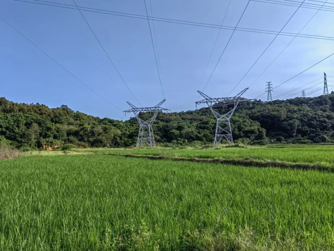 【农贸市场】大米的归宿:从稻田到餐桌 【农贸市场】大米的归宿:从稻田到餐桌