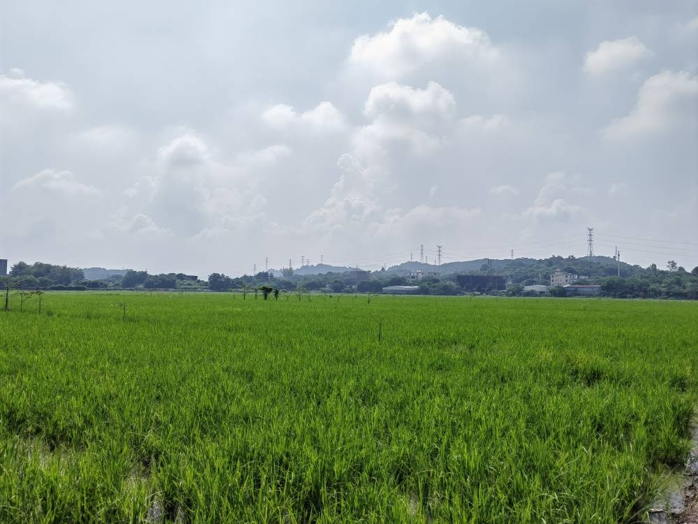 【农贸市场】大米的归宿:从稻田到餐桌 【农贸市场】大米的归宿:从稻田到餐桌