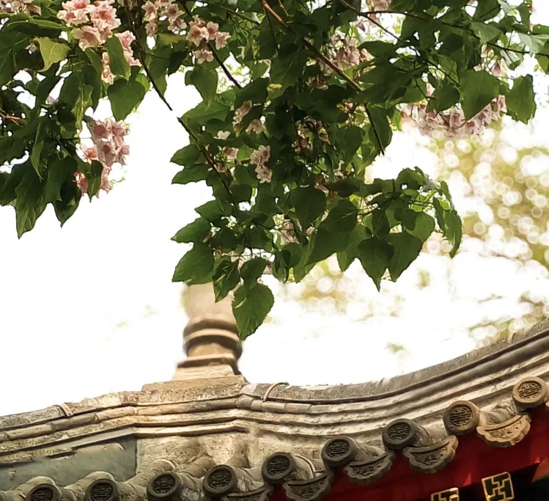 红墙白塔下的ta，是北京城悠久历史的见证