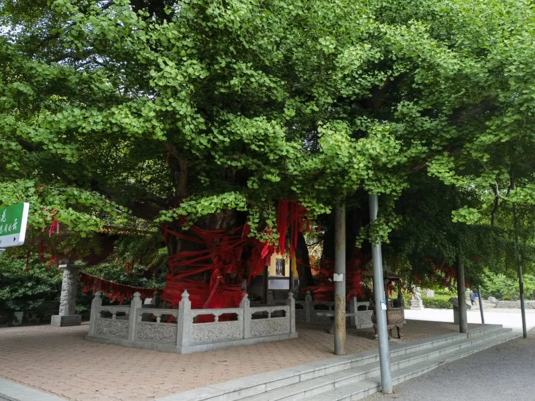 遗产视野丨齐鲁文化考察:安丘探古迹 遗产视野丨齐鲁文化考察:安丘探古迹