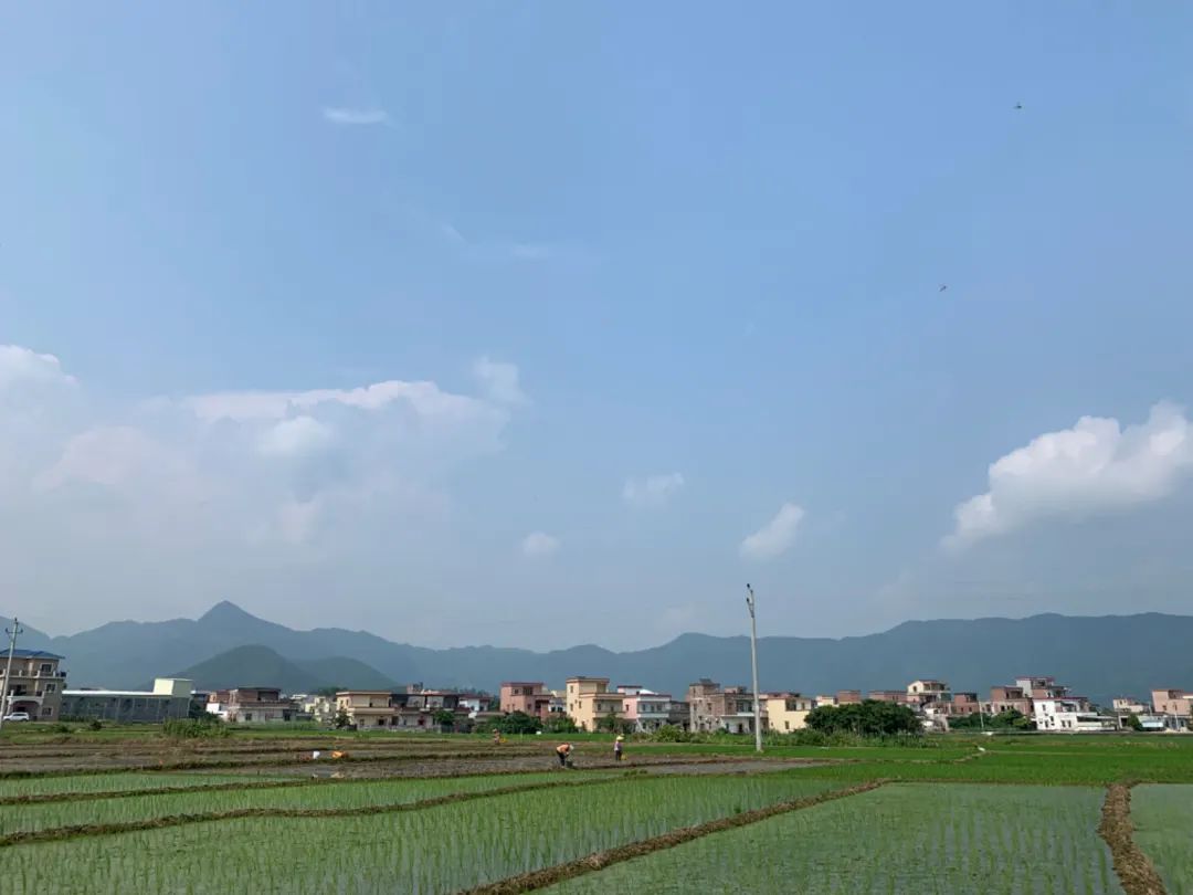 【农贸市场】大米的归宿:从稻田到餐桌 【农贸市场】大米的归宿:从稻田到餐桌