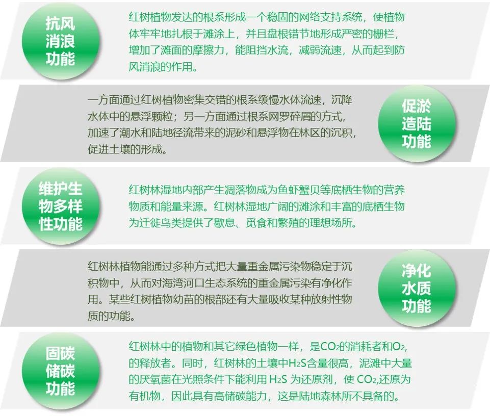 “海岸卫士”红树林保护修复的广州路径|世界海洋日 “海岸卫士”红树林保护修复的广州路径|世界海洋日