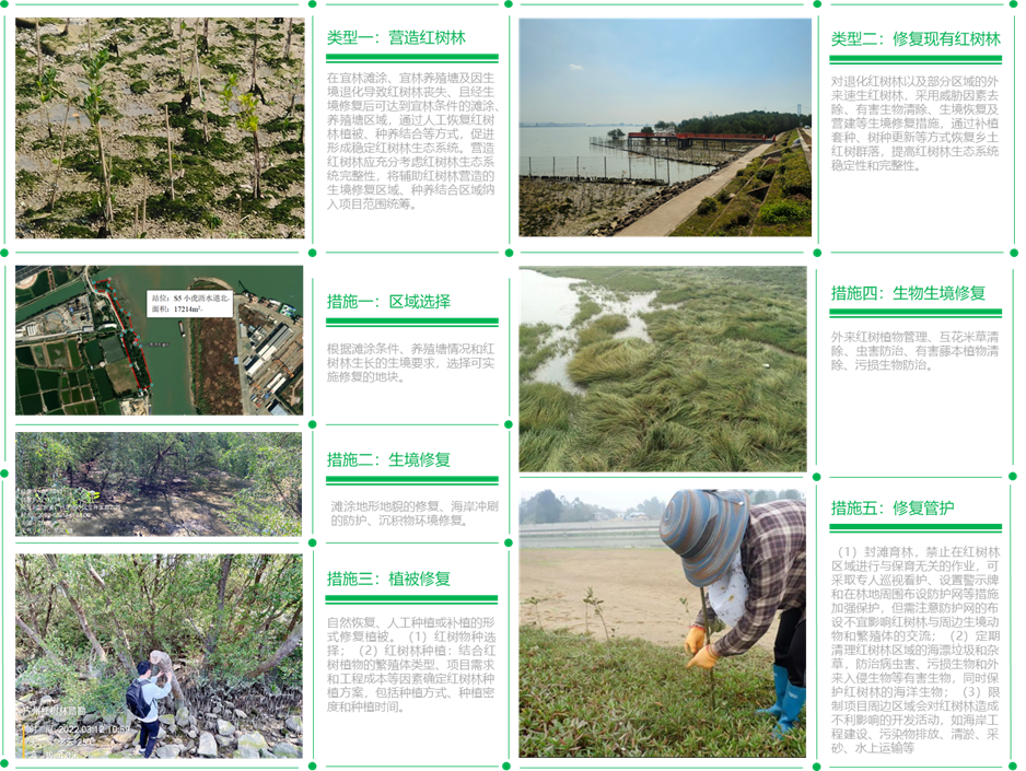 “海岸卫士”红树林保护修复的广州路径|世界海洋日 “海岸卫士”红树林保护修复的广州路径|世界海洋日