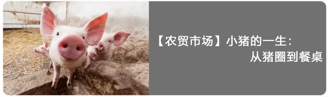 【农贸市场】蔬菜的旅途:一棵菜的流通秘密 【农贸市场】蔬菜的旅途:一棵菜的流通秘密