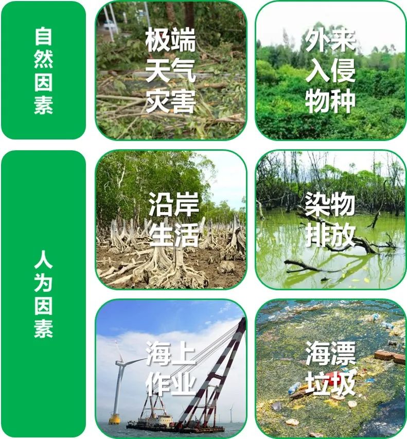 “海岸卫士”红树林保护修复的广州路径|世界海洋日 “海岸卫士”红树林保护修复的广州路径|世界海洋日