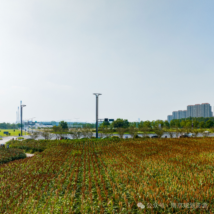 把田园风光“搬”到城市,看建邺的AB面 把田园风光“搬”到城市,看建邺的AB面