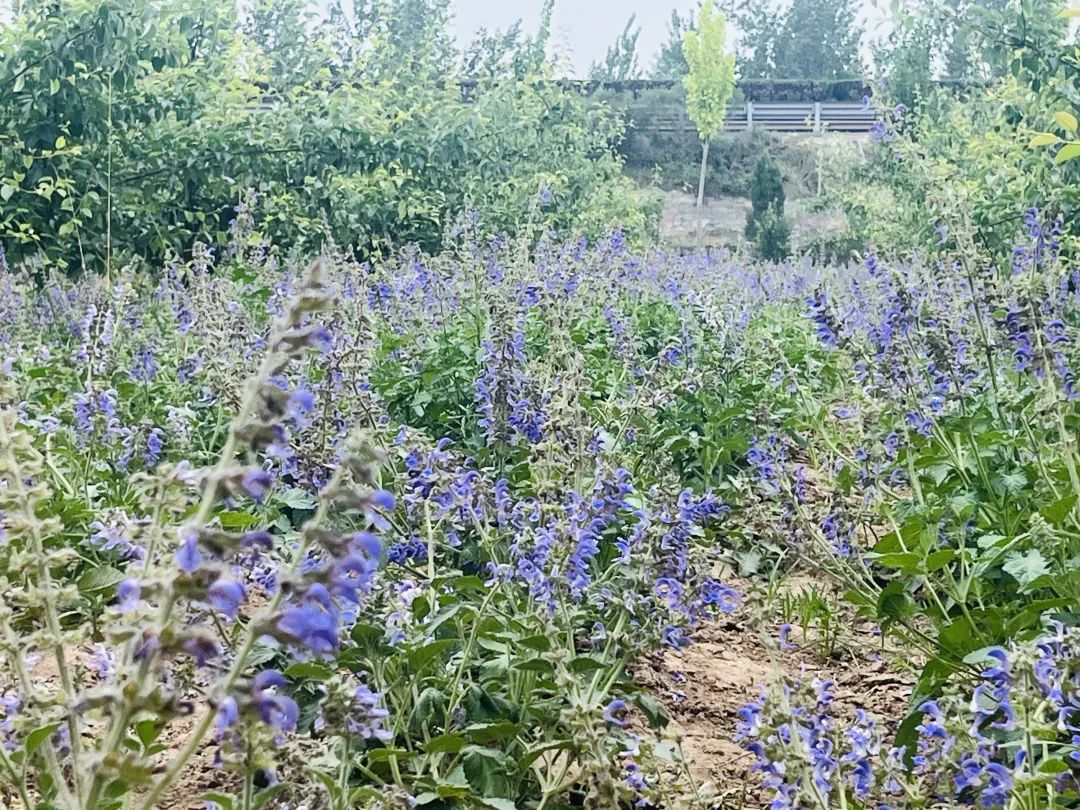 一座水城，缘何与黄沙难解难分？