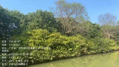 “海岸卫士”红树林保护修复的广州路径|世界海洋日 “海岸卫士”红树林保护修复的广州路径|世界海洋日