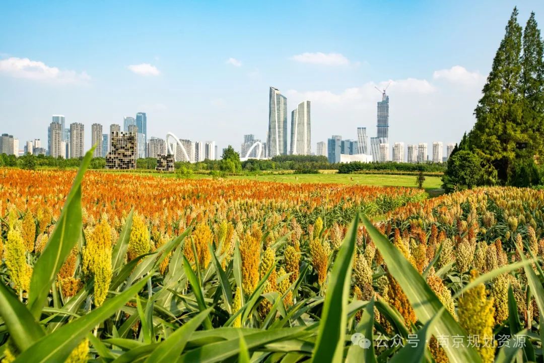 把田园风光“搬”到城市，看建邺的AB面