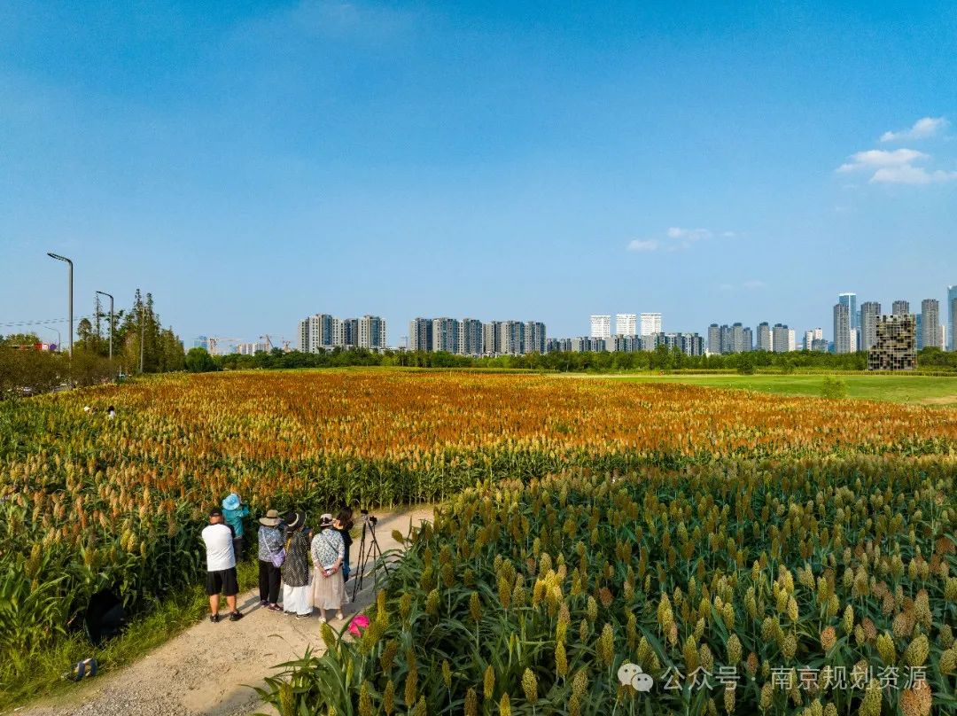 把田园风光“搬”到城市,看建邺的AB面 把田园风光“搬”到城市,看建邺的AB面