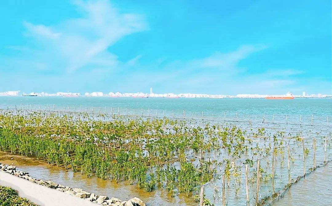 “海岸卫士”红树林保护修复的广州路径|世界海洋日 “海岸卫士”红树林保护修复的广州路径|世界海洋日