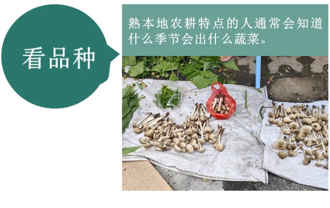 【农贸市场】蔬菜的旅途:一棵菜的流通秘密 【农贸市场】蔬菜的旅途:一棵菜的流通秘密