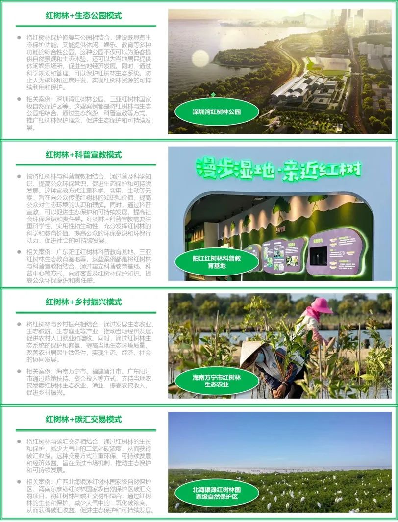 “海岸卫士”红树林保护修复的广州路径|世界海洋日 “海岸卫士”红树林保护修复的广州路径|世界海洋日