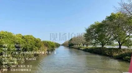 “海岸卫士”红树林保护修复的广州路径|世界海洋日 “海岸卫士”红树林保护修复的广州路径|世界海洋日