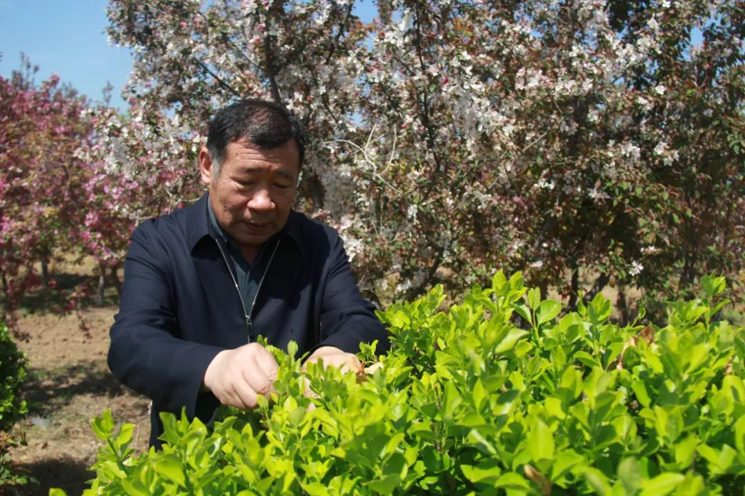 一草一木赤子心——记山东省聊城市茌平区国有广平林场党支部书记、场长王吉贵