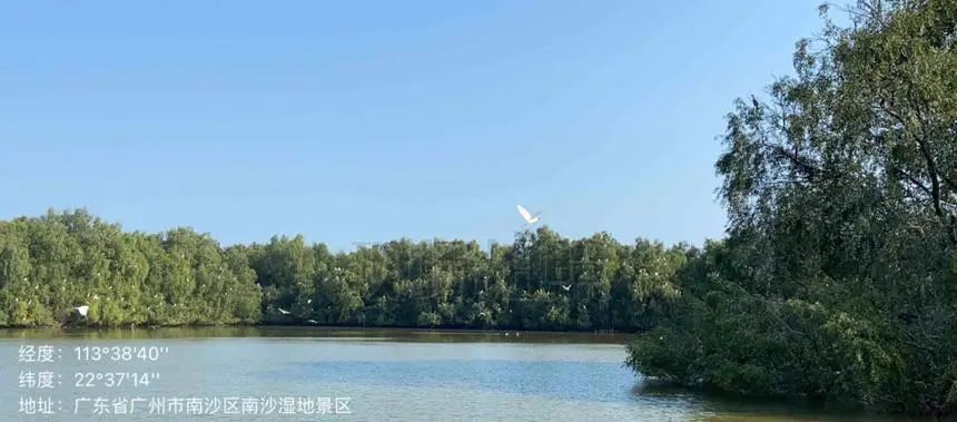 “海岸卫士”红树林保护修复的广州路径|世界海洋日 “海岸卫士”红树林保护修复的广州路径|世界海洋日